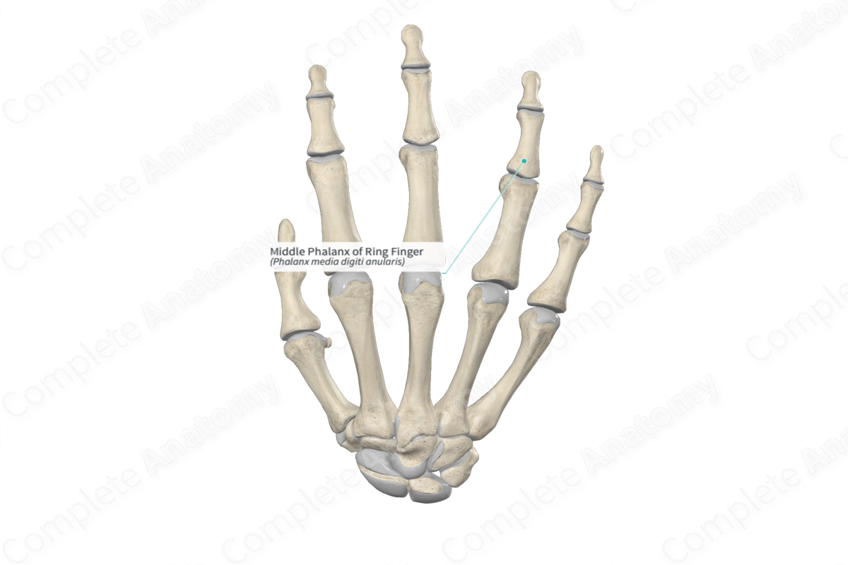 110 Broken Finger X Ray Stock Photos, High-Res Pictures, and Images - Getty  Images