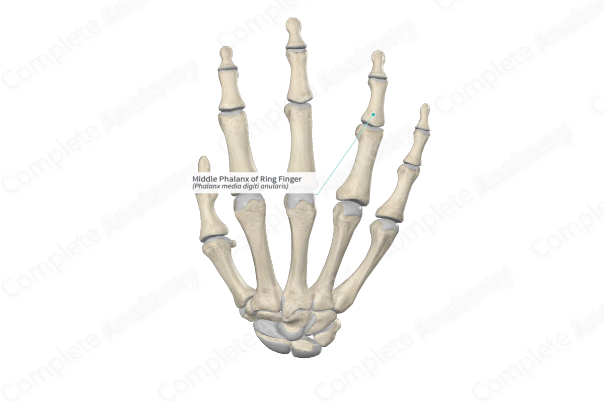 Ring finger - e-Anatomy - IMAIOS