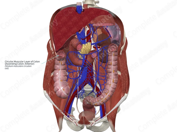 Circular Muscular Layer of Colon (Ascending Colon: Anterior)