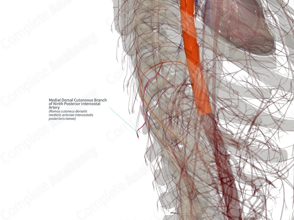 Medial Dorsal Cutaneous Branch of Ninth Posterior Intercostal Artery (Right)