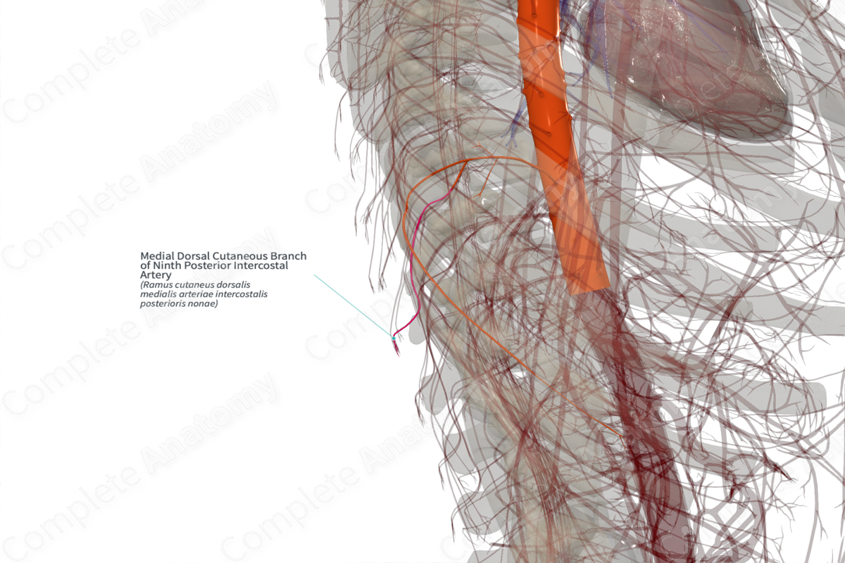 Medial Dorsal Cutaneous Branch of Ninth Posterior Intercostal Artery (Right)