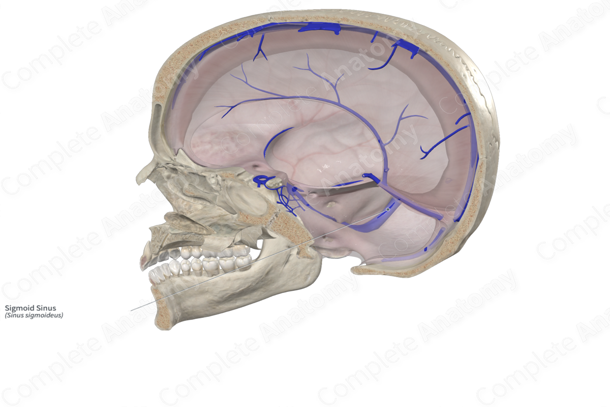 Sigmoid Sinus | Complete Anatomy