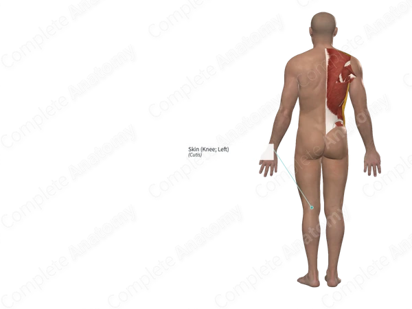 Skin (Knee; Left)