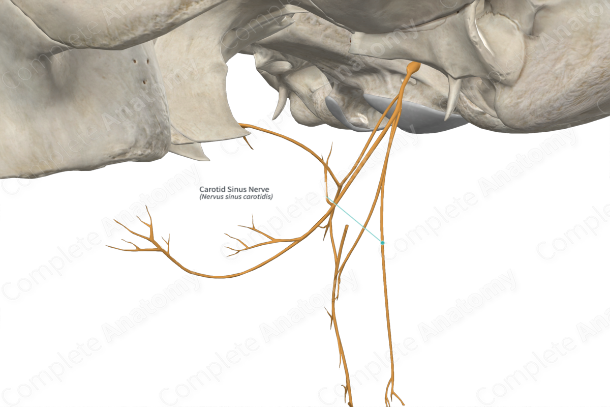 Carotid Sinus Nerve 