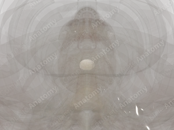 Intervertebral Disc (C6-C7)