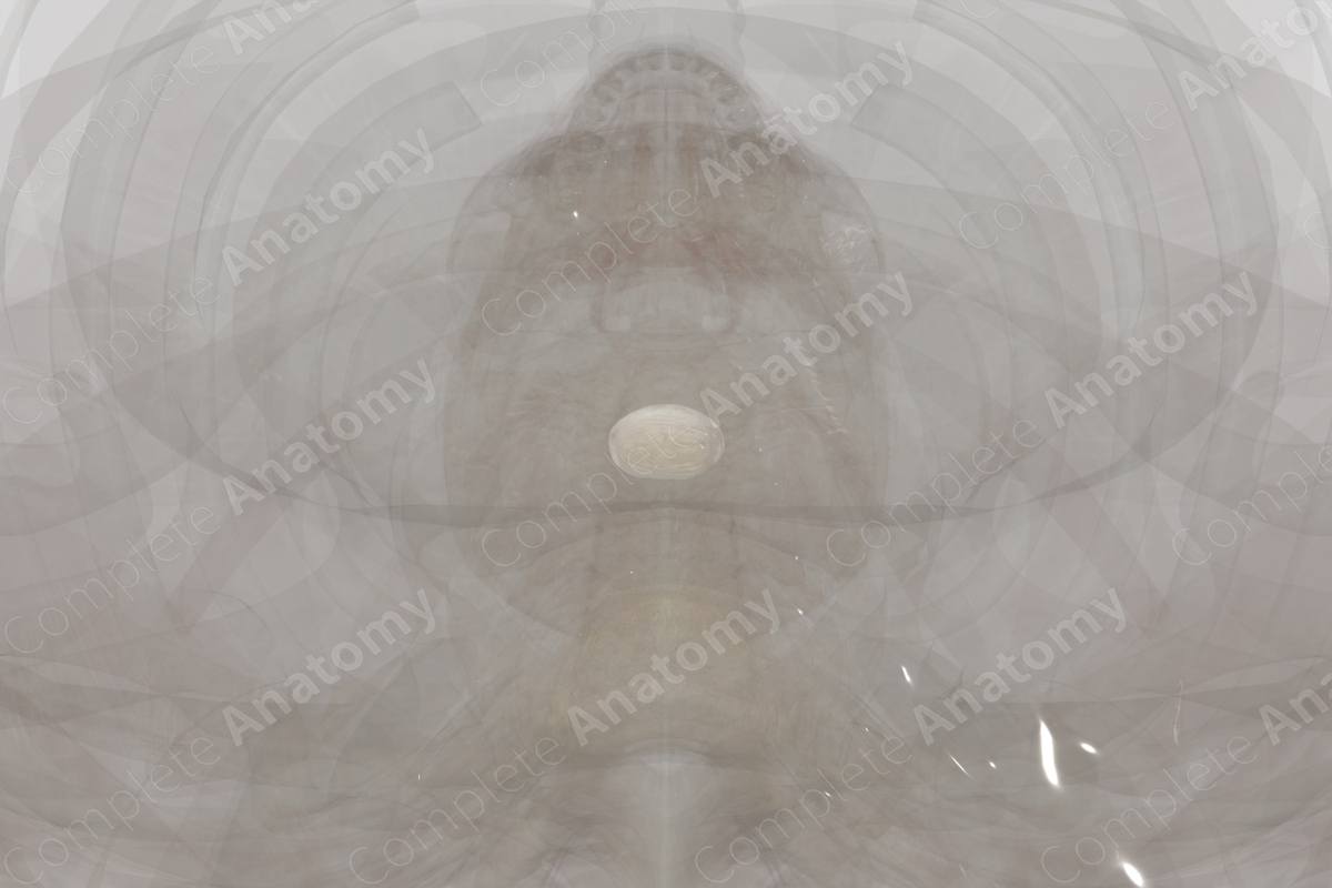 Intervertebral Disc (C6-C7)