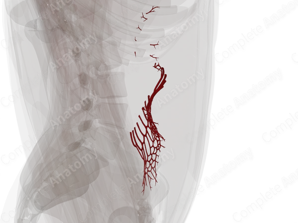 Arteries of Small Intestine