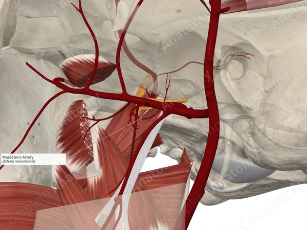 Masseteric Artery 