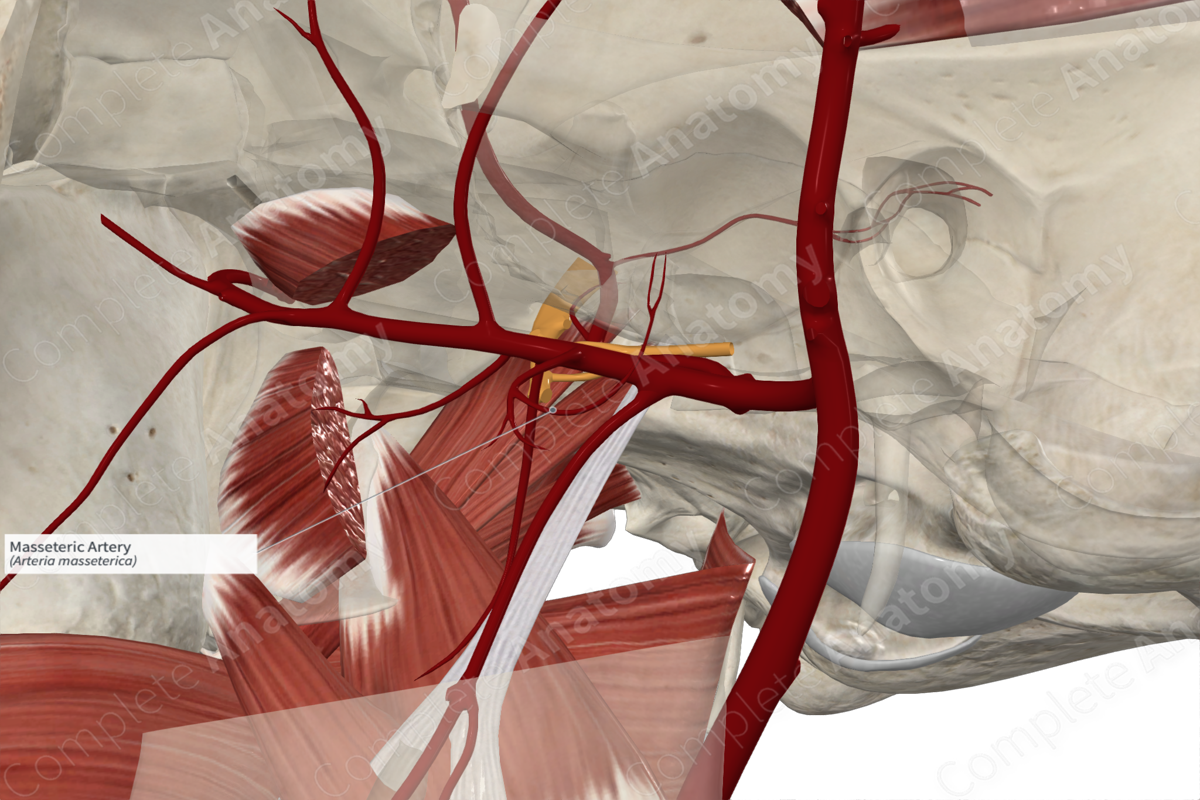 Masseteric Artery 