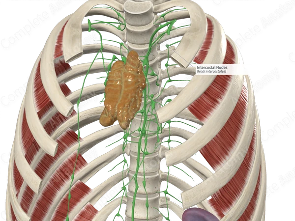 Intercostal Nodes