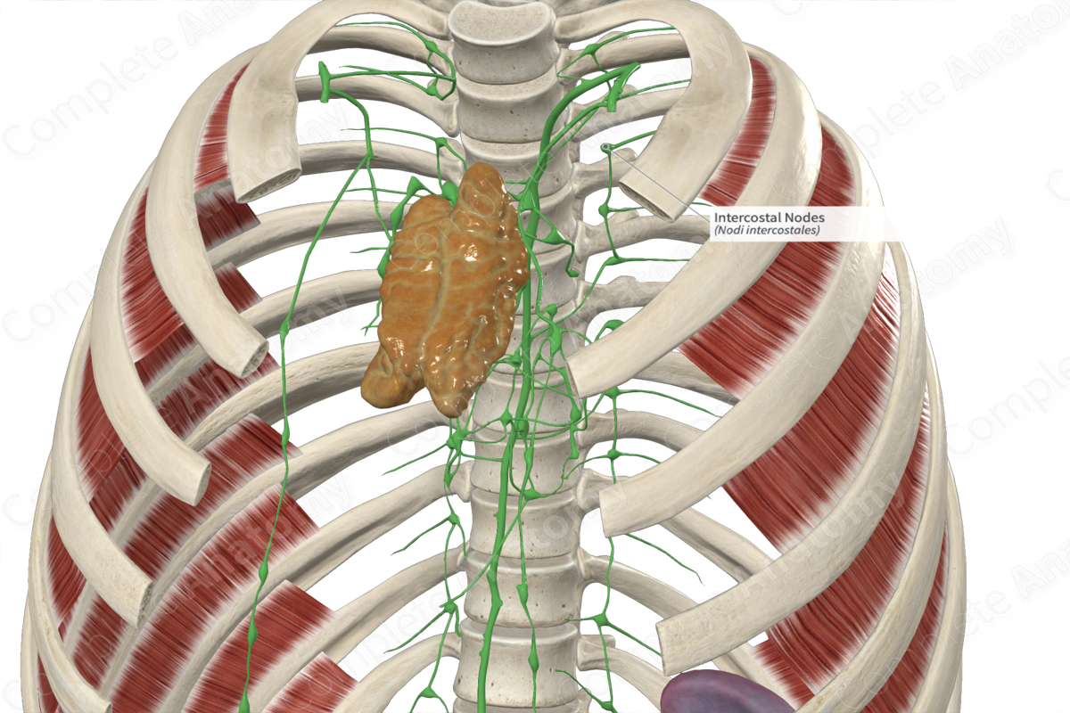 Intercostal Nodes 