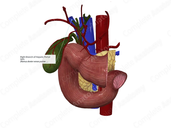 Right Branch of Hepatic Portal Vein