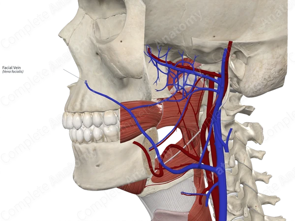 Facial Vein