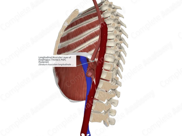 Longitudinal Muscular Layer of Esophagus (Thoracic Part; Posterior)