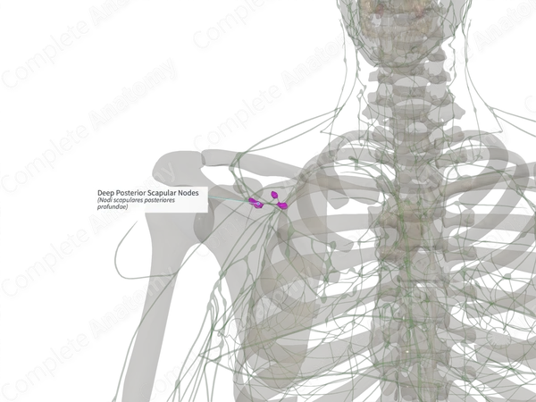 Deep Posterior Scapular Nodes (Right)