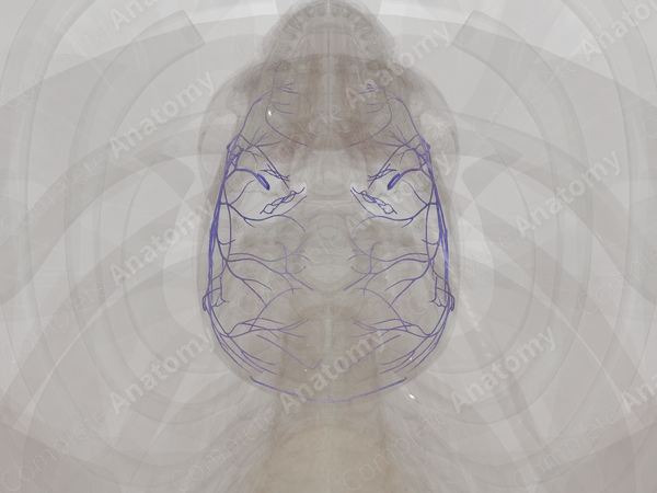 Veins of Meninges & Cranium