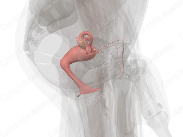 Female Internal Genitalia
