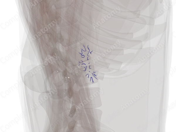 Intrarenal Veins of Left Kidney