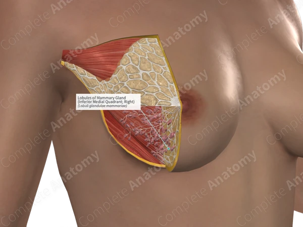 Lobules of Mammary Gland (Inferior Medial Quadrant; Left)