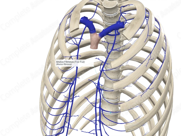 Anulus Fibrosus (T11-T12)