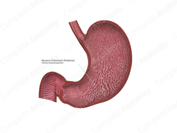 Mucosa of Stomach (Posterior)