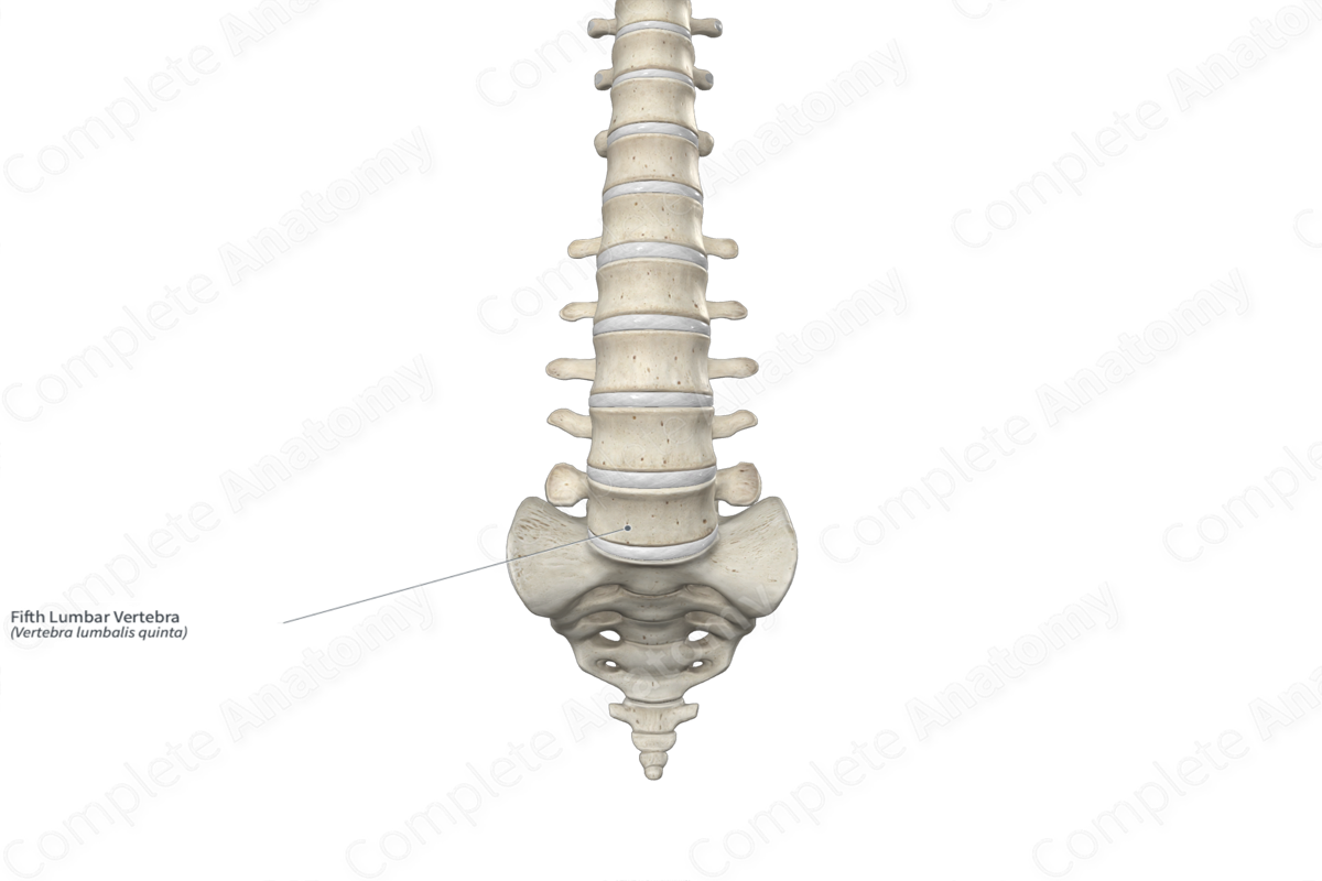 Fifth Lumbar Vertebra | Complete Anatomy