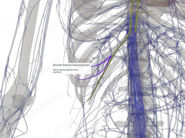 Seventh Anterior Intercostal Vein (Left)