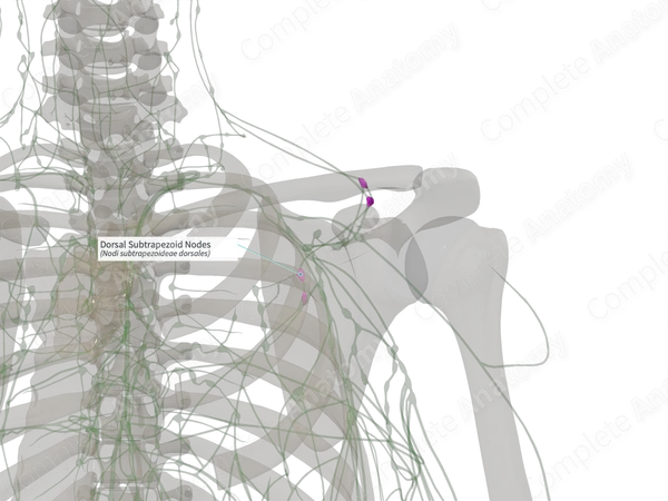 Dorsal Subtrapezoid Nodes (Left)