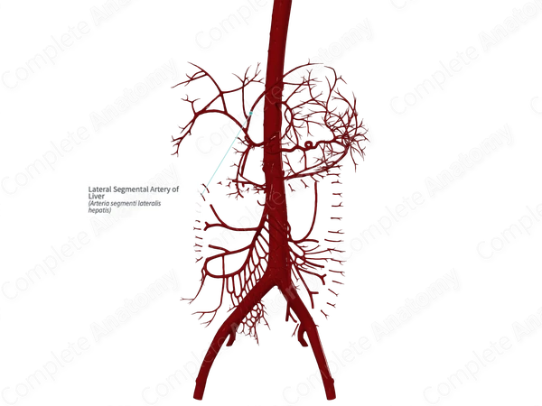 Lateral Segmental Artery of Liver