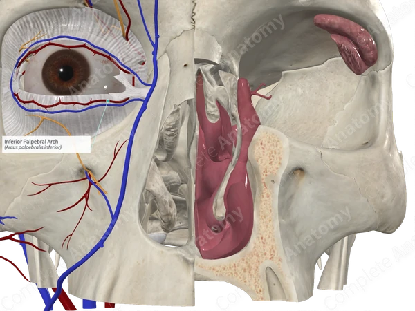 Inferior Palpebral Arch 