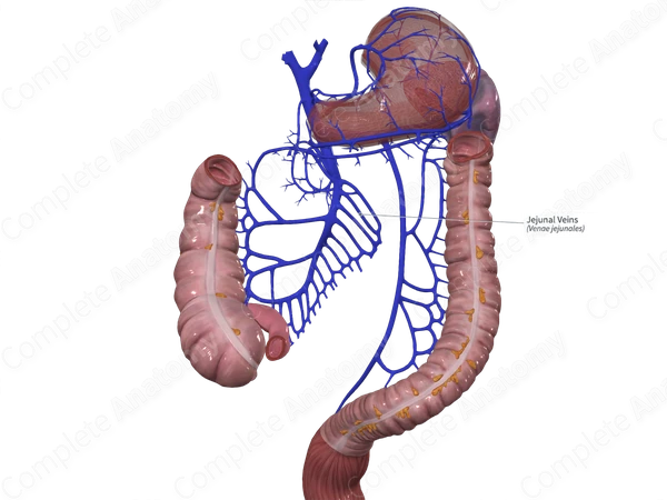Jejunal Veins