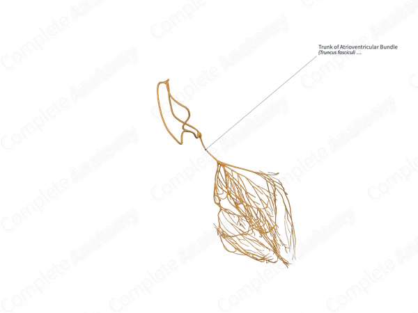 Trunk of Atrioventricular Bundle