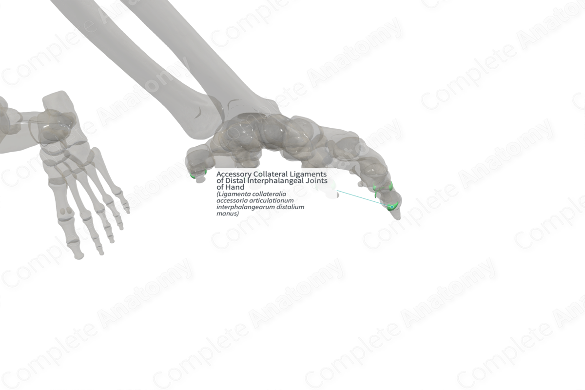 Accessory Collateral Ligaments of Distal Interphalangeal Joints of Hand (Right)