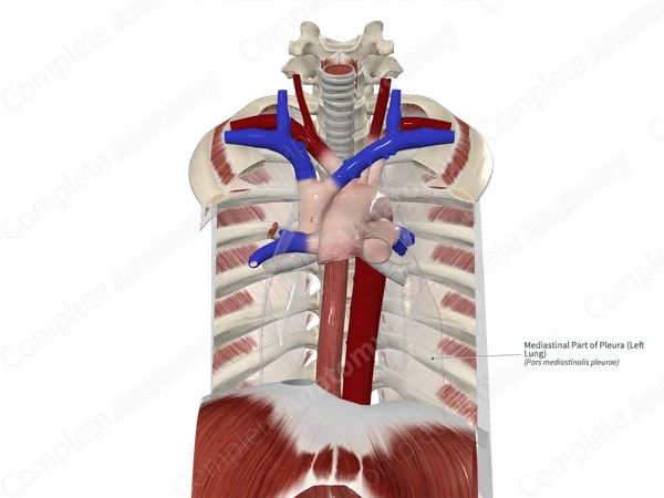 Mediastinal Part of Pleura (Left Lung)