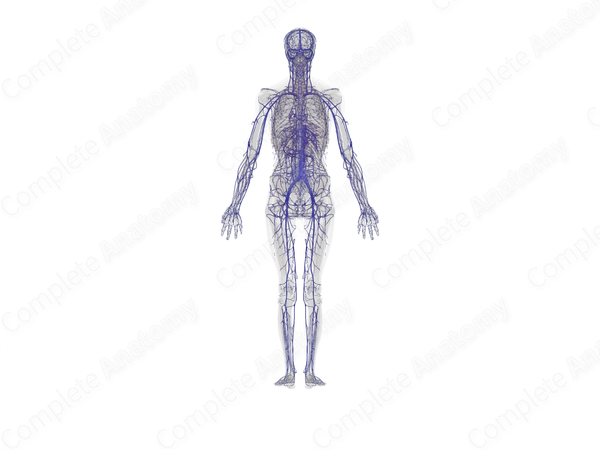 Systemic Veins