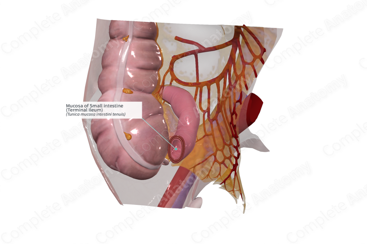 Mucosa of Small intestine (Terminal Ileum)
