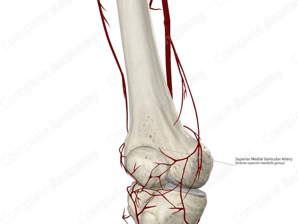 Superior Medial Genicular Artery