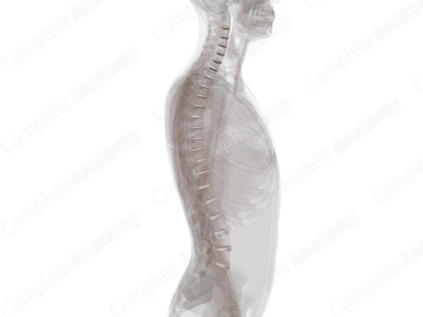 Intervertebral Symphysis