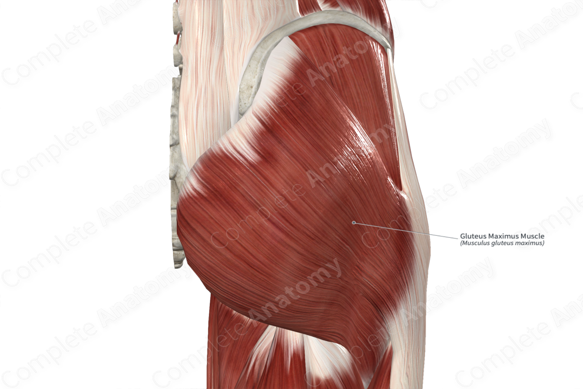 Gluteal Muscles / Gluteus Maximus - Anatomy Muscles Isolated on Stock  Illustration - Illustration of neck, back: 71503280