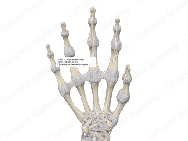 Palmar Carpometacarpal Ligament of Thumb 