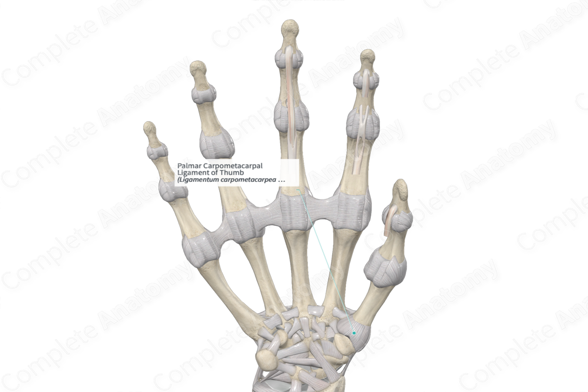Palmar Carpometacarpal Ligament of Thumb 