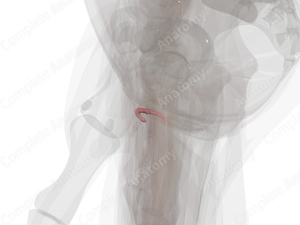 Clitoris
