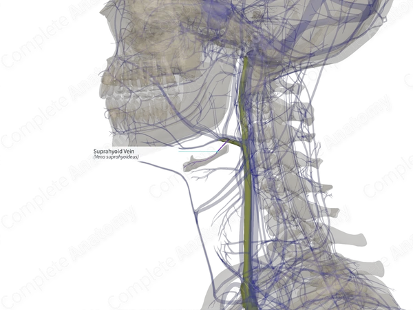 Suprahyoid Vein (Left)