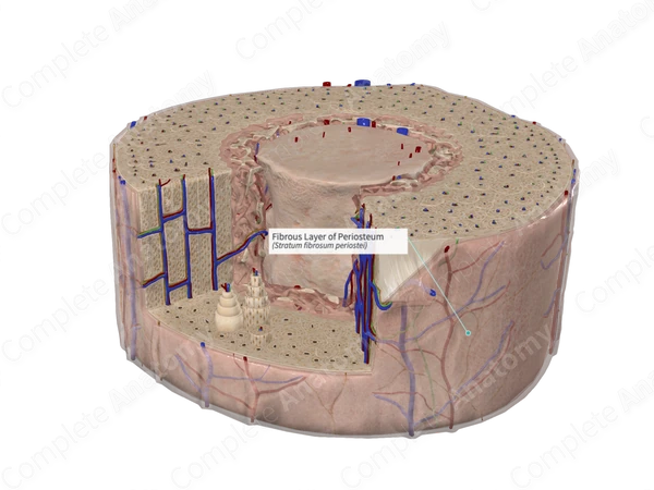 Fibrous Layer of Periosteum Complete Anatomy