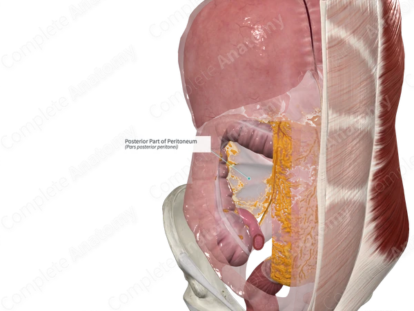 Posterior Part of Peritoneum