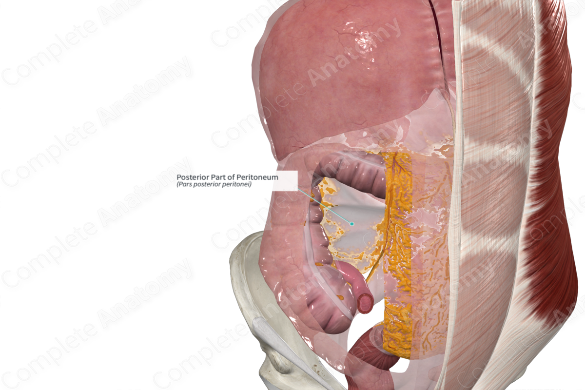 Posterior Part of Peritoneum