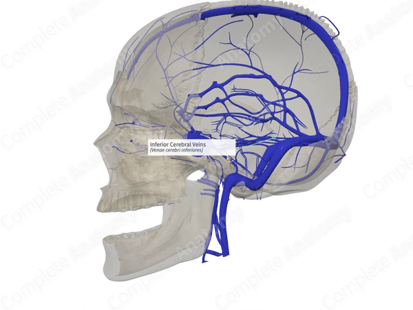 Inferior Cerebral Veins