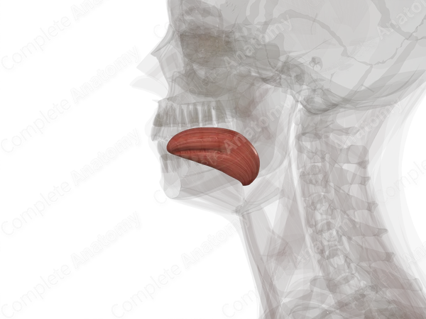 Intrinsic Muscles of Tongue (Left)