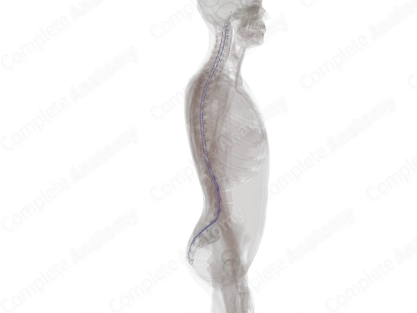 Veins of Spinal Cord