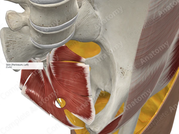 Skin (Perineum; Left)